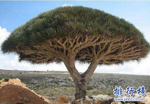 盤點壽命最長的十大植物，第一壽命長達十萬年！