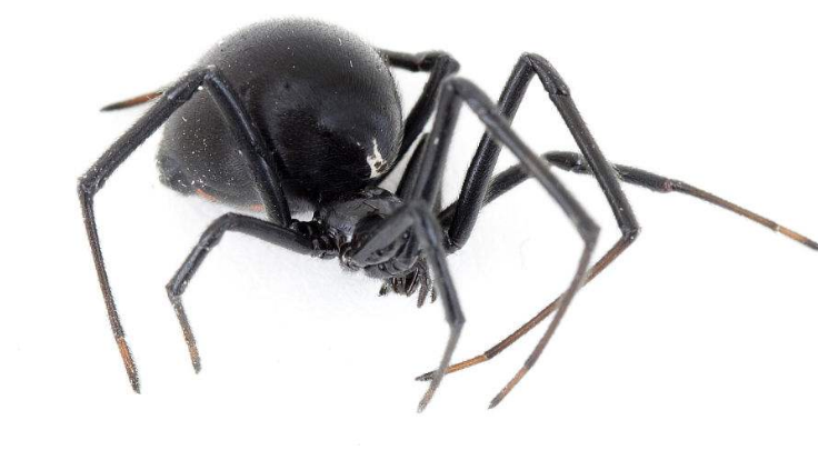 世界十大毒蟲排行榜：火紅蟻咬傷巴西3萬人(戰鬥力恐怖)