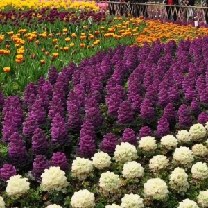 重慶花卉園