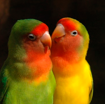 情侶鸚鵡