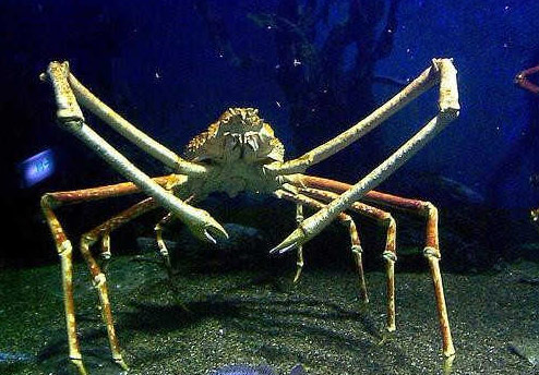 世界上最大的螃蟹：英國巨型螃蟹（長15米）