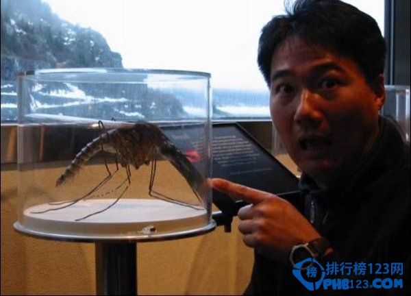 世界上最大的蚊子 比一般的蚊子大10倍