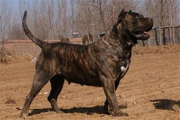 世界最凶的狗十大排行榜 加納利犬每年致死率全球居前列