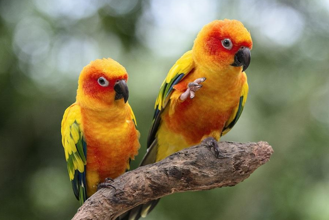 全球十大鸚鵡排行榜 紅金剛鸚鵡最受歡迎，每一個顏值都超高