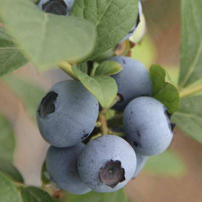 安仁藍莓