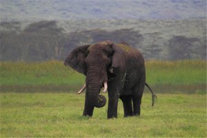 地球陸地10大巨型生物排行榜 非洲象最重，最後一名很恐怖