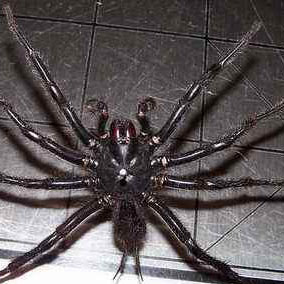 巨型上戶蜘蛛