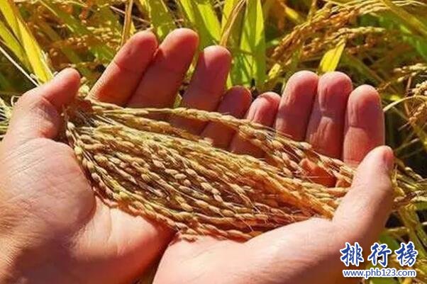 中國農業十大集團