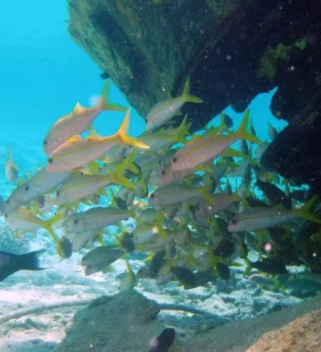 美國帕帕哈瑙莫夸基亞國家海洋保護區