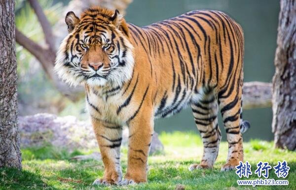 世界上最小的老虎:蘇門答臘虎 體重僅為東北虎的三分之一
