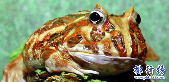世界上最普遍的寵物蛙,角蛙是寵物蛙飼養入門寵物