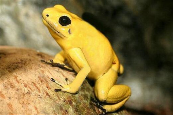 世界十大毒青蛙 KOKOE箭蛙叫聲像鳥，黃金箭蛙三分鐘讓人斃命