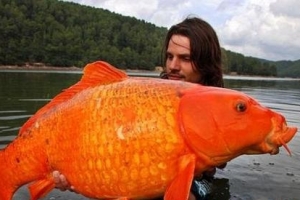 世界上最大的金魚，重13.61公斤