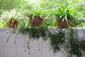十大淨化空氣植物 富貴竹上榜，第十被稱為天然的清道夫