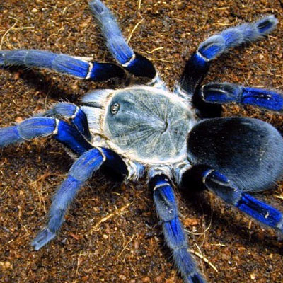 金屬藍蜘蛛