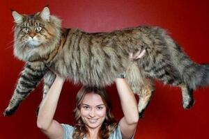 世界上最大的貓：緬甸貓Stewie(長1.23米)
