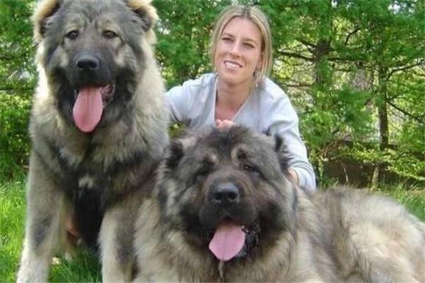 世界十大惡犬 加納利犬致人死亡次數最多，第三竟然是國寶