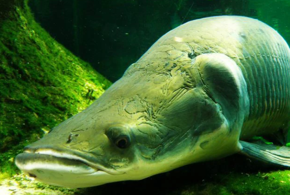 全球十大恐怖淡水魚排行榜