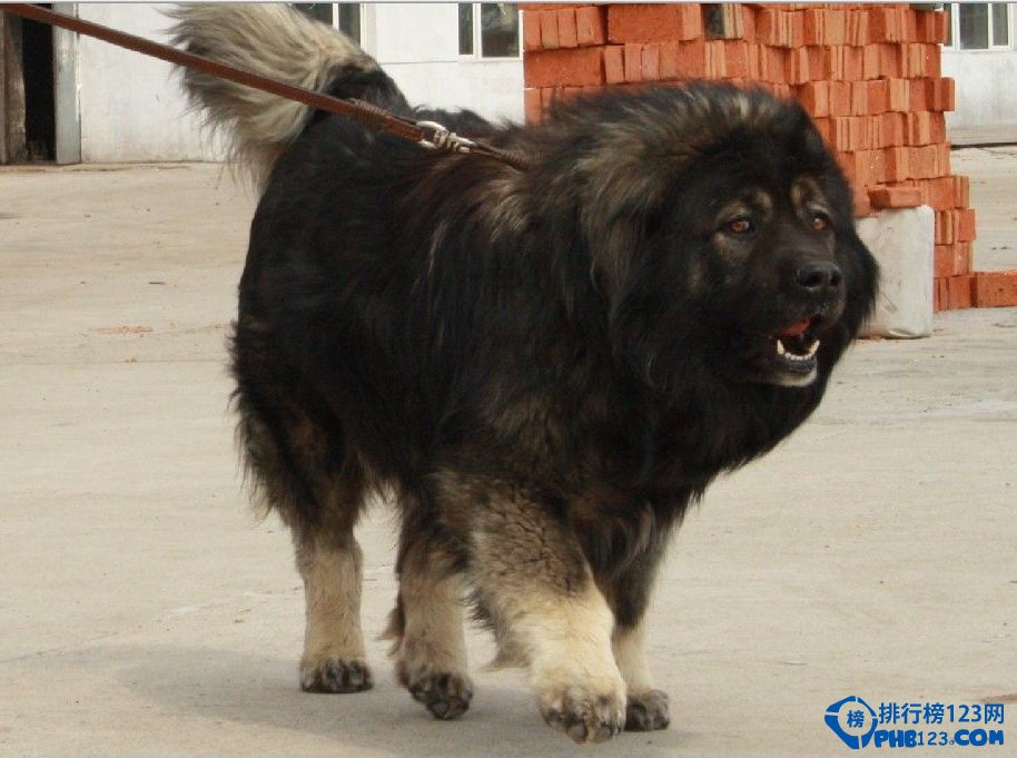 世界上最凶的犬：高加索犬