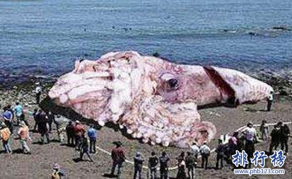 世界上最大的章魚有多大，太平洋巨型章魚長9.1米捕食鯊魚為生