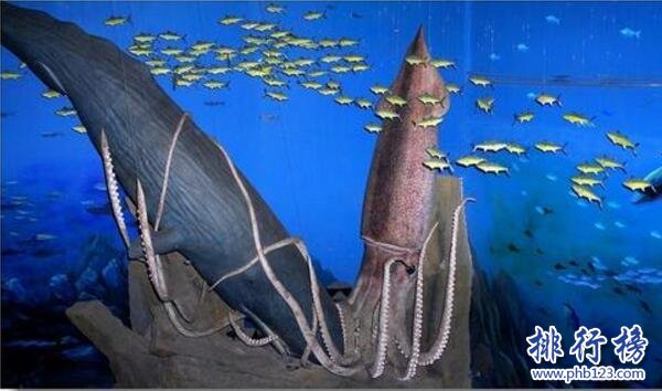 世界上最大的烏賊圖片，大王烏賊長80米重達50噸（常與鯨魚搏鬥）