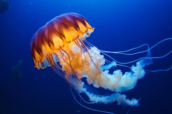 世界十大毒性最強的水母