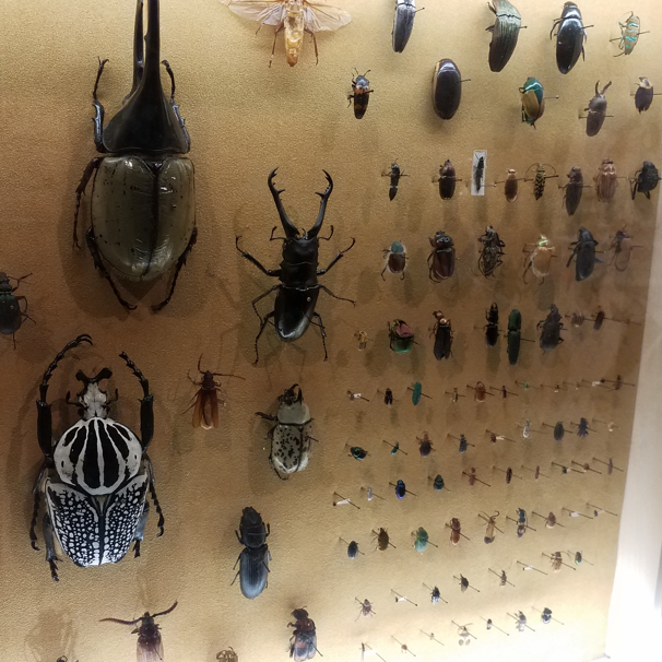 上海昆蟲博物館