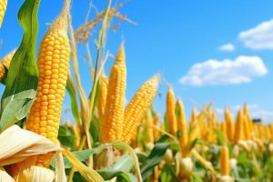 世界十大玉米生產國：阿根廷上榜，第一機械化程度高