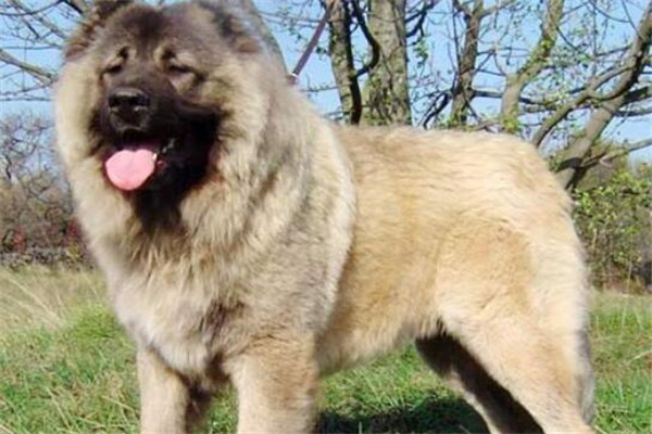 世界最凶的狗十大排行榜 加納利犬每年致死率全球居前列