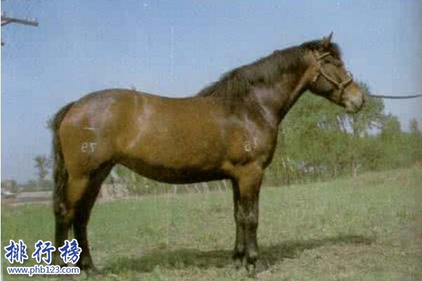 世界十大重型馬排名,夏爾馬身高2米體重1.8噸