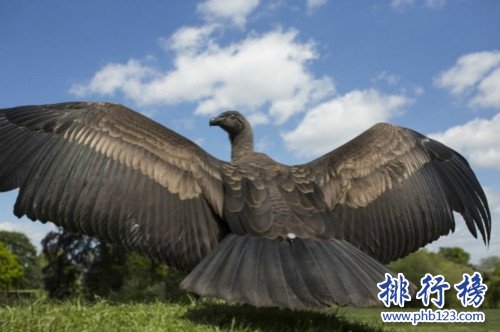 世界上最大的猛禽，安第斯神鷲(安第斯文明之魂)