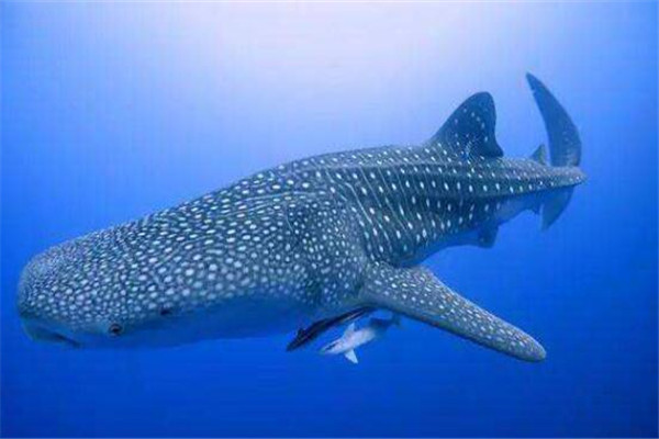 世界十大體型動物 娃娃魚上榜，鯨鯊行動速度很緩慢