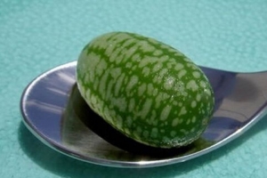 世界上最小的西瓜圖片 一個勺子能裝好幾個