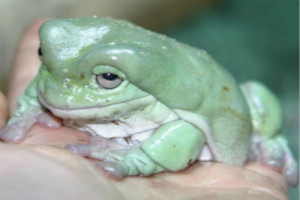 世界上最受歡迎的青蛙，溫和親人的老爺樹蛙