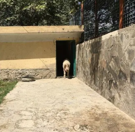 喀布爾動物園