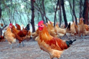 中國十大上等土雞品種，清遠麻雞上榜，第一被譽為土雞之王