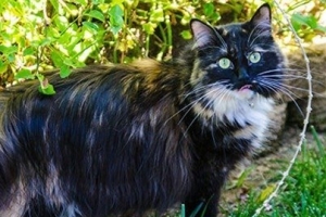 世界上貓毛最長的貓：最長可達25.68厘米
