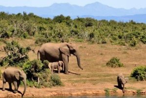 贊比西河下游國家公園遊玩攻略：和大自然親密接觸