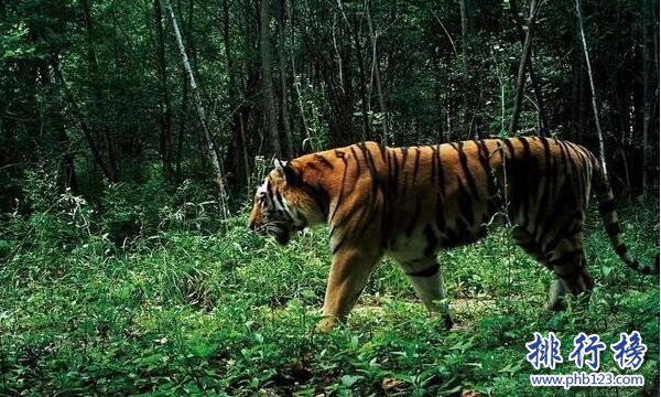 世界上最大的老虎:東北虎 體重350千克可秒殺非洲獅