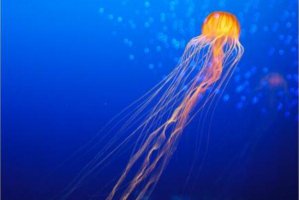 海洋中最毒的十大動物，藍環章魚上榜，第五被譽為“菜餚之冠”