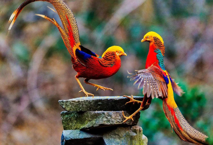 全球十大觀賞鳥排行榜 顏值超高的鳥類，這些你都認識嗎