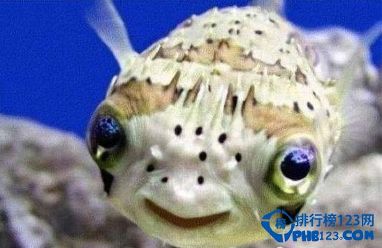 河豚(PufferFish)