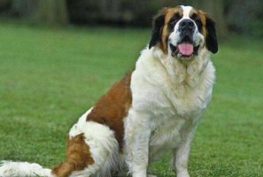 世界十大體型最大的狗 藏獒上榜，第二是土耳其國犬