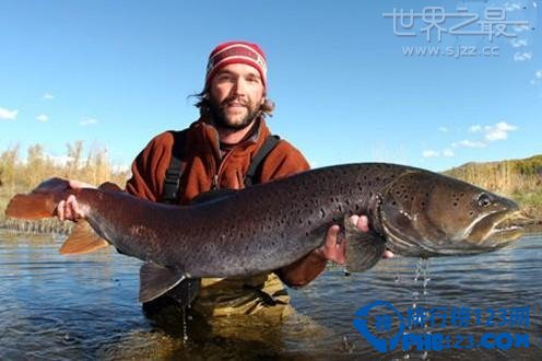 世界上最大的哲羅鮭