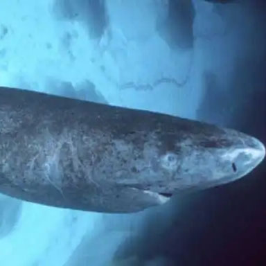 格陵蘭睡鯊