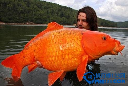 世界上最大的金魚