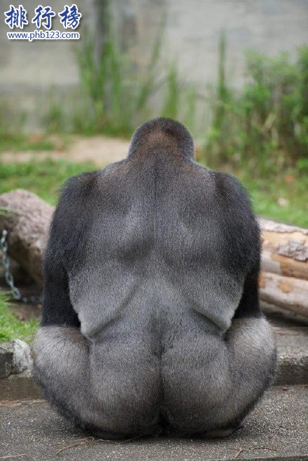 日本史上最帥大猩猩沙巴尼 女粉最多 網友：可以出道了
