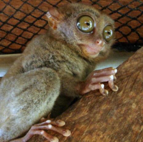 菲律賓眼鏡猴