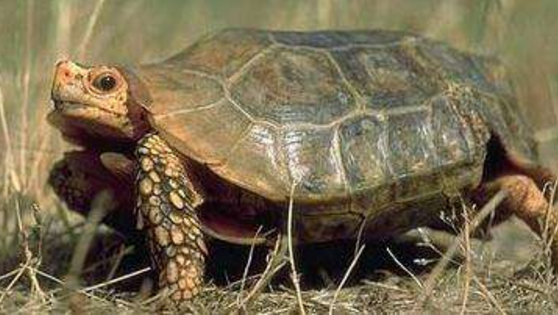 十大難養的陸龜，最難養的陸龜養大不易不適合新手養!