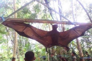 世界上最大的蝙蝠 跟人一樣大